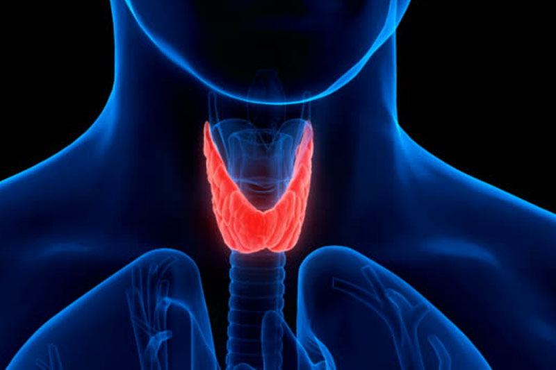 <a href="https://shreedhruti.midbridgetechnologies.com/contact-us/" class="txt">Thyroid</a>